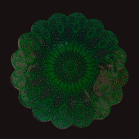 Серветка Ø 50 